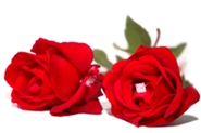 diamond ring in red rose